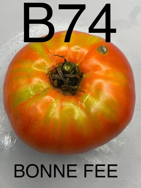 Semillas De Tomate De Tamaño Grande – Variedad AUCH – Para Huerto – Sin Marca