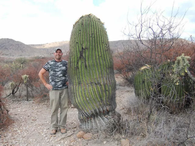 Echinocactus platyacanthus - Giant Barrel Cactus - 5 Seeds