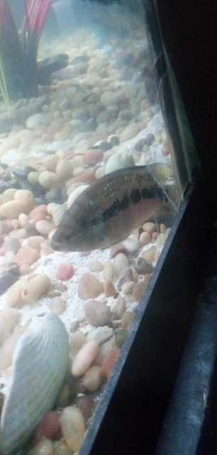 3/5/10X  Salvini Cichlid Freshwater Koi Kompanion Free Shipping