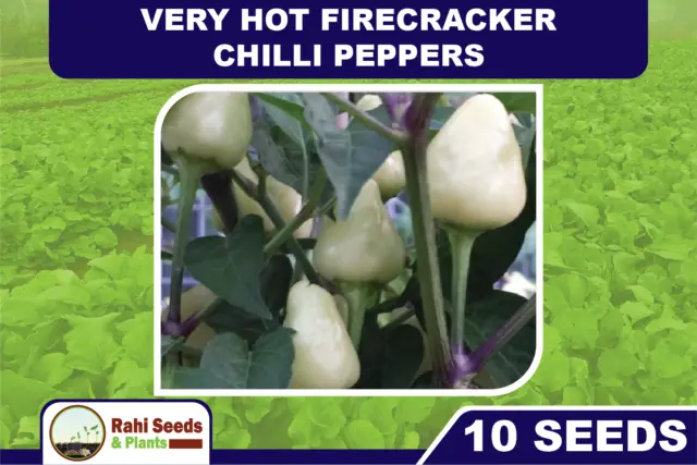 Very Hot Firecracker Chilli Peppers - 10 Seeds