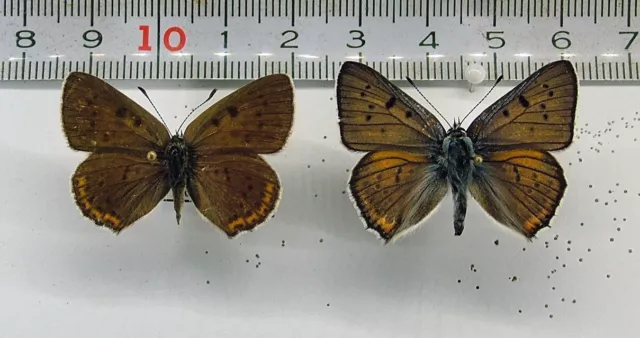 Lycaenidae Lycaena (Thersamolycaena) alciphron pair