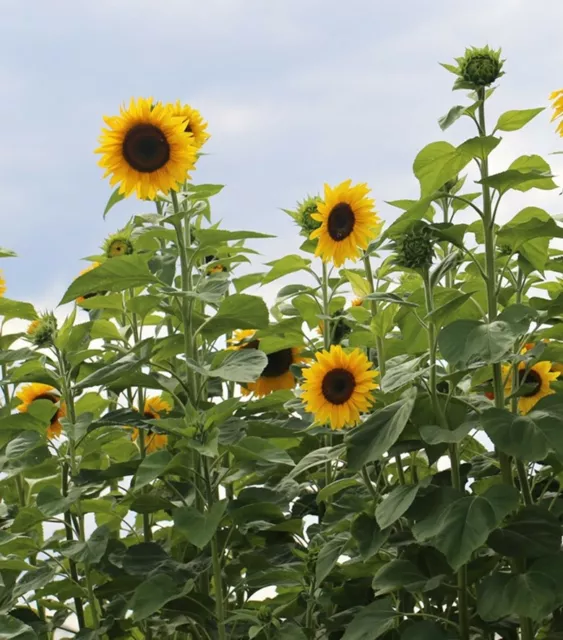 20 Graines de Tournesol géant (permaculture bio - France)