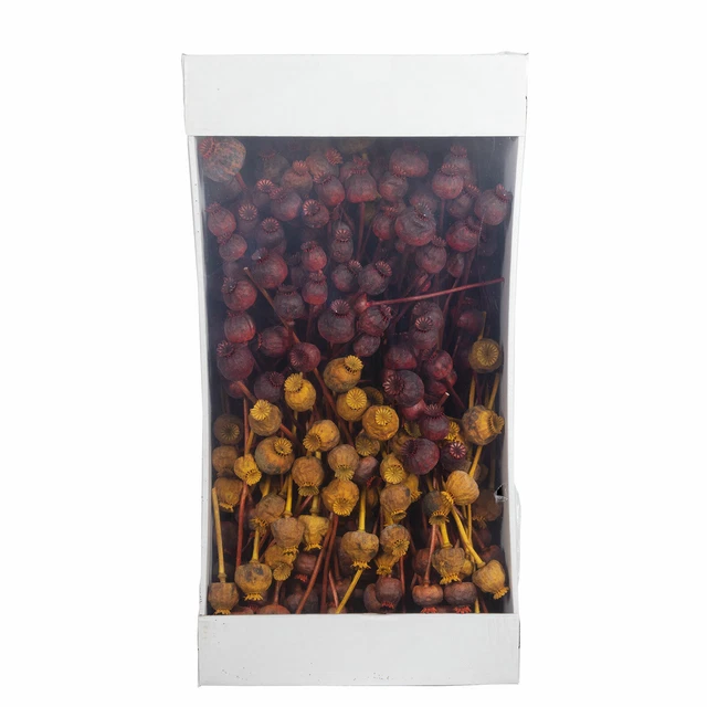 Amapola - Aprox. 1KG - Mezcla de Colores
