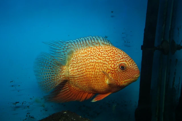 Red Spotted Severum