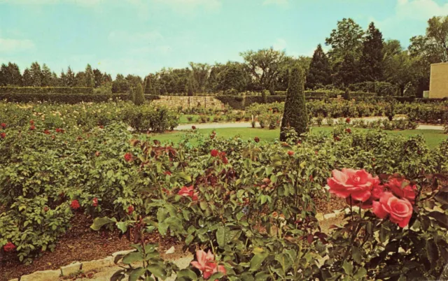 Postcard Tulsa Municipal Rose Garden, Tulsa, Oklahoma OK Vintage