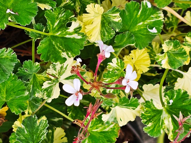 Pelargonium Radens - Géranium Parfum Citron En Godet - Plante Anti-Moustiques Naturelle