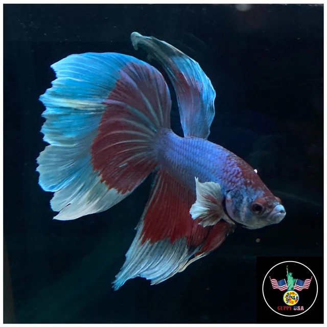 - Red and Blue Dumbo Halfmoon Male Betta! Premium Grade Betta! Live Fish #HM13 -
