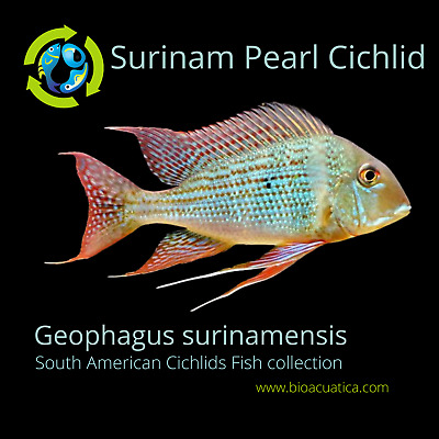 GREAT SURINAM PEARL CICHLID 2.0 INCHES UNSEXED (Geophagus surinamensis)