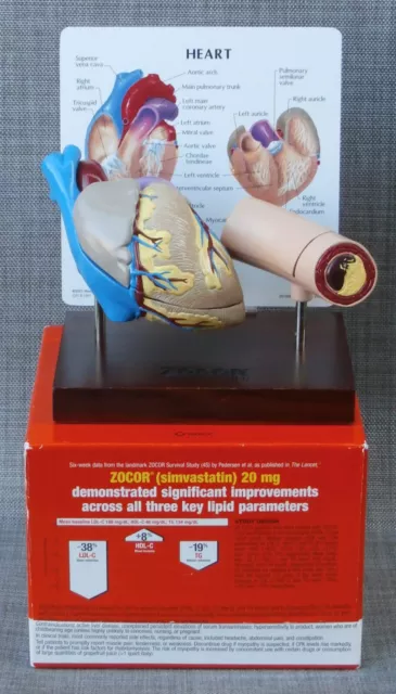 Merck Human HEART & ARTERY MODEL Doctor Display Wood Stand ZOCOR Advertising