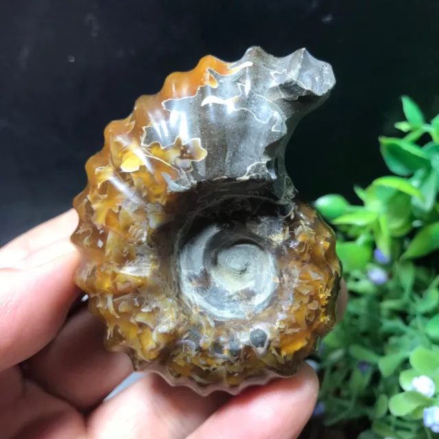 109g 1pcs Natural polished "Goat Horn conch" Ammonite fossil Madagascar 20