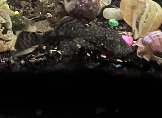 1 Chocolate BRISTLE-NOSE PLECO 3.5-4 Inch