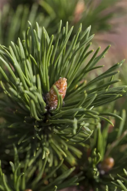 Zwerg-Bergkiefer 'Alpenzwerg' Pinus mugo C3 20-25cm, winterhart, pflegeleicht