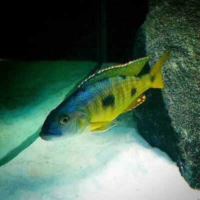 Exochromis Anagenys, African Cichlid, Guaranteed