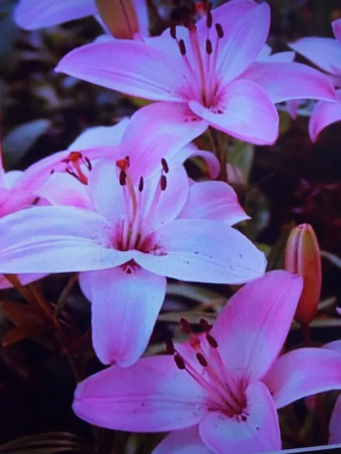 Asiatic Lily plant in 13cm pot approx. Pink flowering.