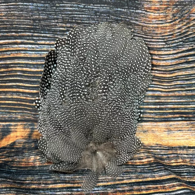 Guinea Hen fowl tail feathers plume art fan Bustle Fly Tying Craft Mount Voodoo Guinea Hen fowl tail feathers plume art fan Bustle Fly Tying Craft Mount Voodoo