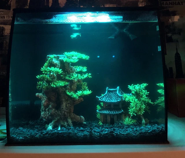Fluval Flex LED Aquariums Nano Tank Black 34L Bowfront Filter Fish
