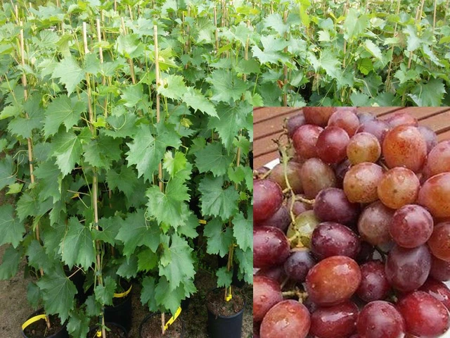 Vitis vinifera Kourgan Rose Weinrebe Tafeltraube Weintraube Winzersorte Wein