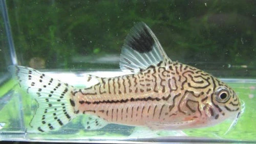 Julii Corydoras Catfish LIVE FISH Read Description