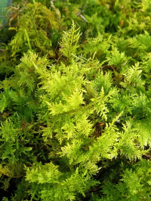 Live Moss Many Different Types. Garden,Diy,Terrarium. BUY2get1.Issuing PP