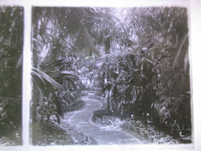 Photo Stereoscopic Plate Park of the Golden Head Plants Trees circa 1910 8