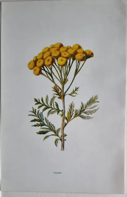 C1900 Botany Estampado Floral - Hierba Lombriguera