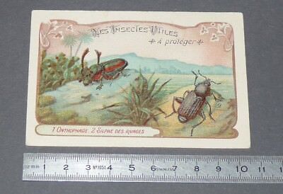 CHROMO 1920-1930 ECOLE BON POINT INSECTES NUISIBLES SAPEDRE CHAGRINEE SCARABEE 