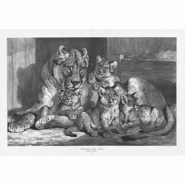 Lioness and Cubs - Antique Print 1881