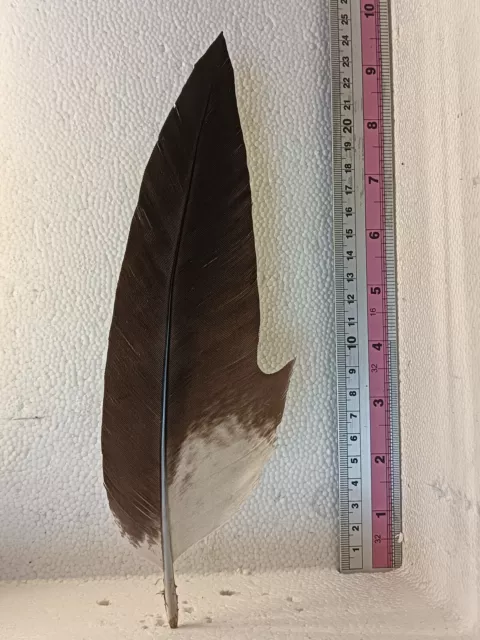 Penna Per Cappello Alpino Aquila Naturale