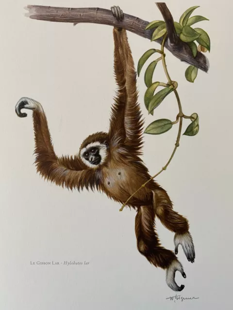 WHITE-HANDED GIBBON monkey animal print. Antique and vintage zoology and