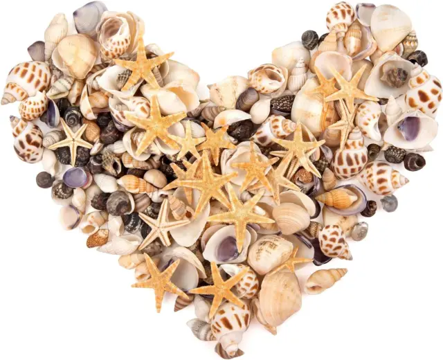 SKOOLOVE 300pcs+ Small Sea shells 0.35lb Mini Mixed Sea Shells Starfish Natural