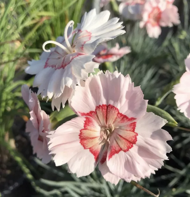 Georgia Peach Carnation Mix Seeds - Dianthus Caryophyllus - Carnations Mixed