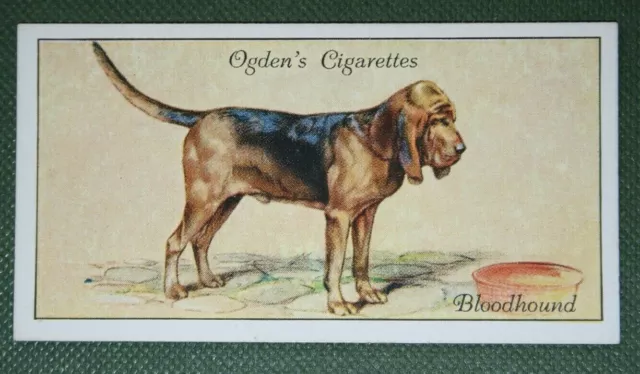 BLOODHOUND   Vintage 1936  Illustrated Dog Card  QC10