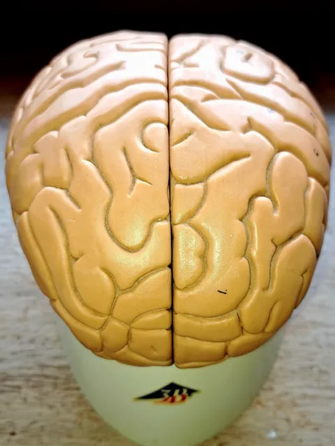 3D  Made  by 3B Scientific Human  Brain