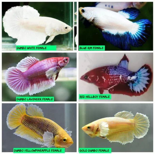 Live Betta Fish Female Sorority Lavender, White, Gold Dumbo, Red Hellboy & More