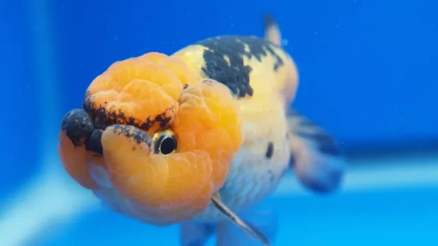Live Fancy Goldfish Apache Ranchu 3.5- 4 inches (1115_02_RC06)