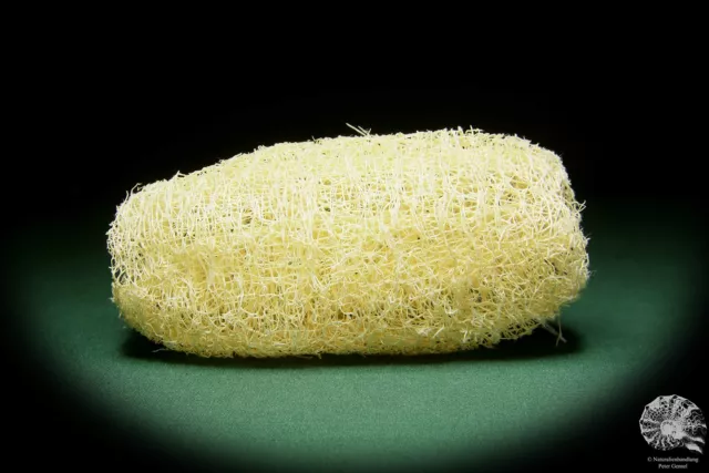 Luffa aegyptiaca Südamerika Kürbis rezent Trockenfrüchte dried fruit speciem