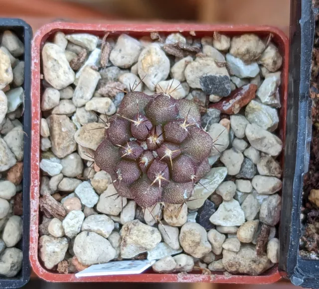 Copiapoa cinerea seedling #5 Kaktus NOT Aztekium Ariocarpus Obregonia Yavia