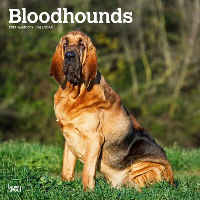 BROWNTROUT BLOODHOUNDS 2024 12 x 12 Wall Calendar w £13.72 PicClick UK