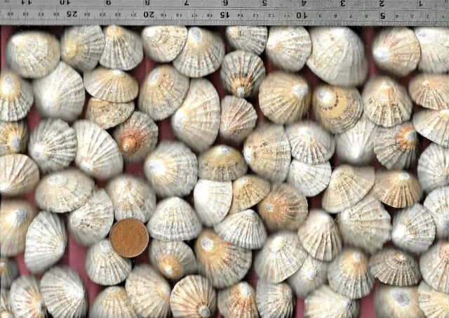 72 Nice UK NORTH SEA worn Scottish beach LIMPET sea shells 500g Ocean Art craft