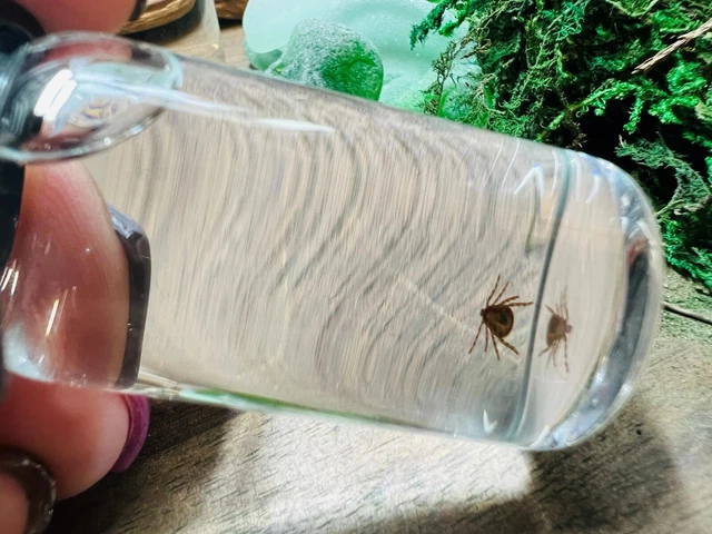 Rare Real Tick Parasitiformes Wet Specimen Entomology Insect Collection