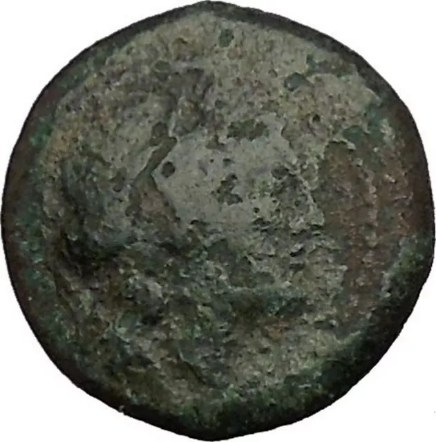 PAESTUM in LUCANIA 1stCenBC Demeter Boar Authentic Ancient Greek Coin i52378 2