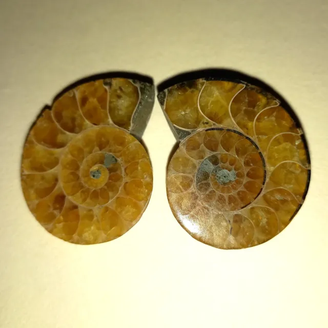 Phylloceras Paar Poliert Ammonit Madagaskar Ammoniten Nr.K32 Fossil Spirale