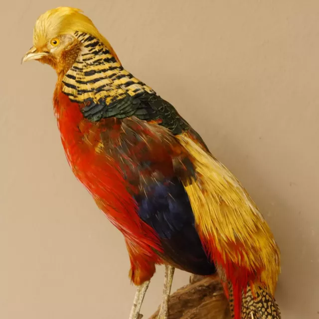 Goldfasan Pájaro Preparado Altura 65CM Taxidermy para Animales 90.4.41