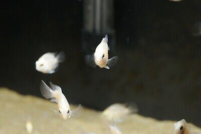 Platinum Parrot Cichlid Fry 1/2 Inch Size 8 Pack Tropical Aquarium Fish