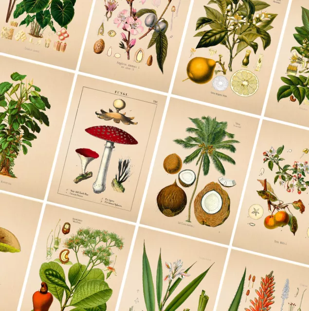 VINTAGE BOTANICAL POSTERS PRINTS - A4 A3 A2 Poster - Wall Art Home Flower Decor