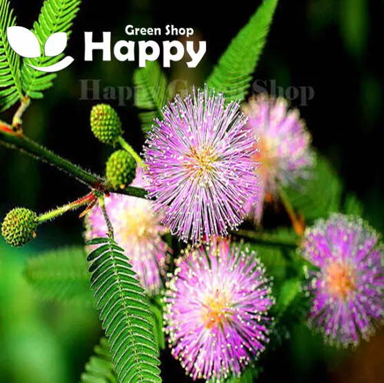 SENSITIVE PLANT - 75 selected seeds - Touch me not - Mimosa pudica perennial