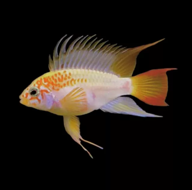 Apistogramma cf. Viejita Gold Dwarf South American Cichlid Rare Fish