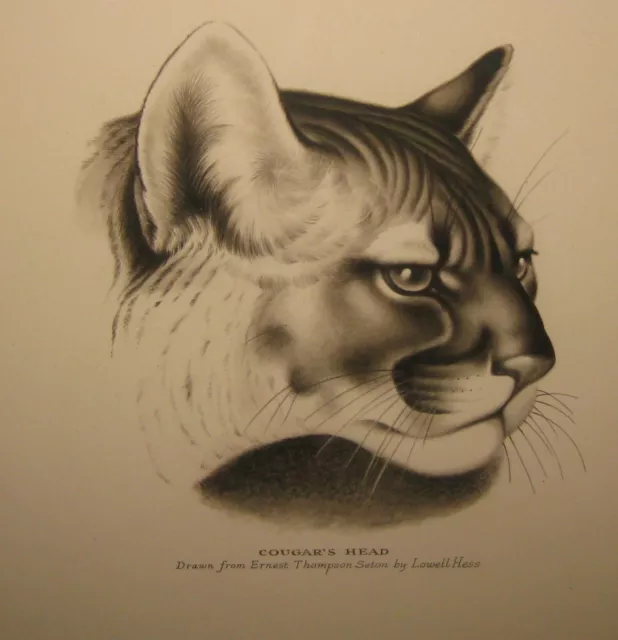 Original LOWELL HESS 'Cougar Head' Drawn from ERNEST THOMPSON SETON Illustration