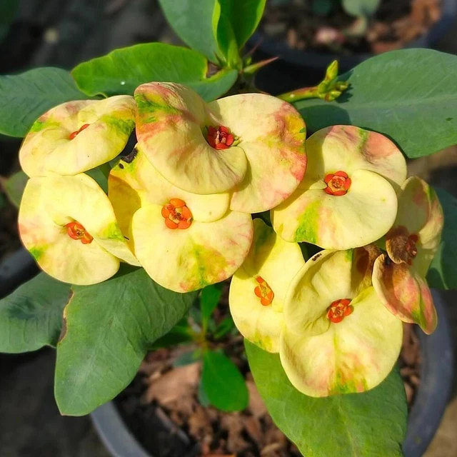 CROWN OF THORNS Hybrid Thai Sianpharuai Euphorbia Milii Christ Plant £