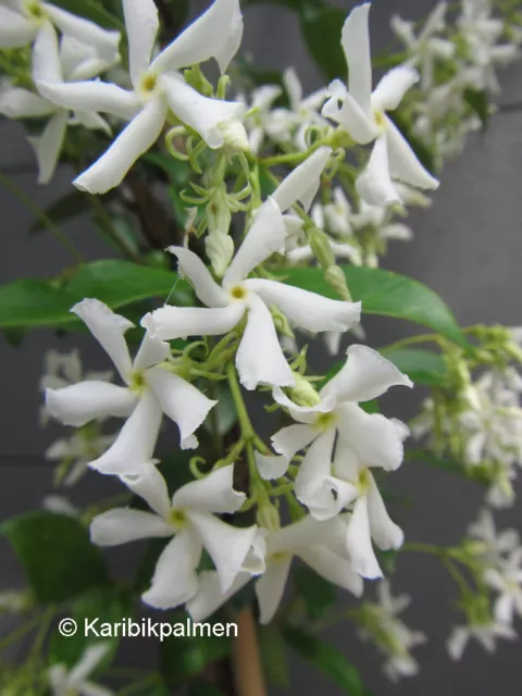 Trachelospermum jasminoides - duft Sternjasmin - Pflanze 30-50cm -  Frost  -15°C